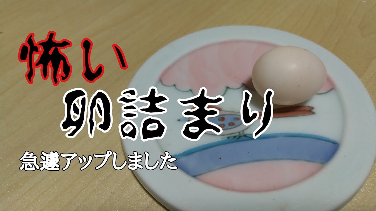 【オカメインコの日常】ぽぽちゃん卵詰まり