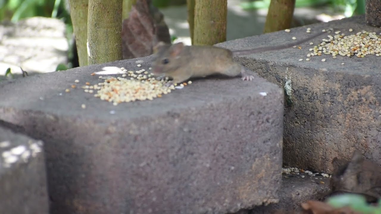 Mice in the Garden on a Hot Spring Day