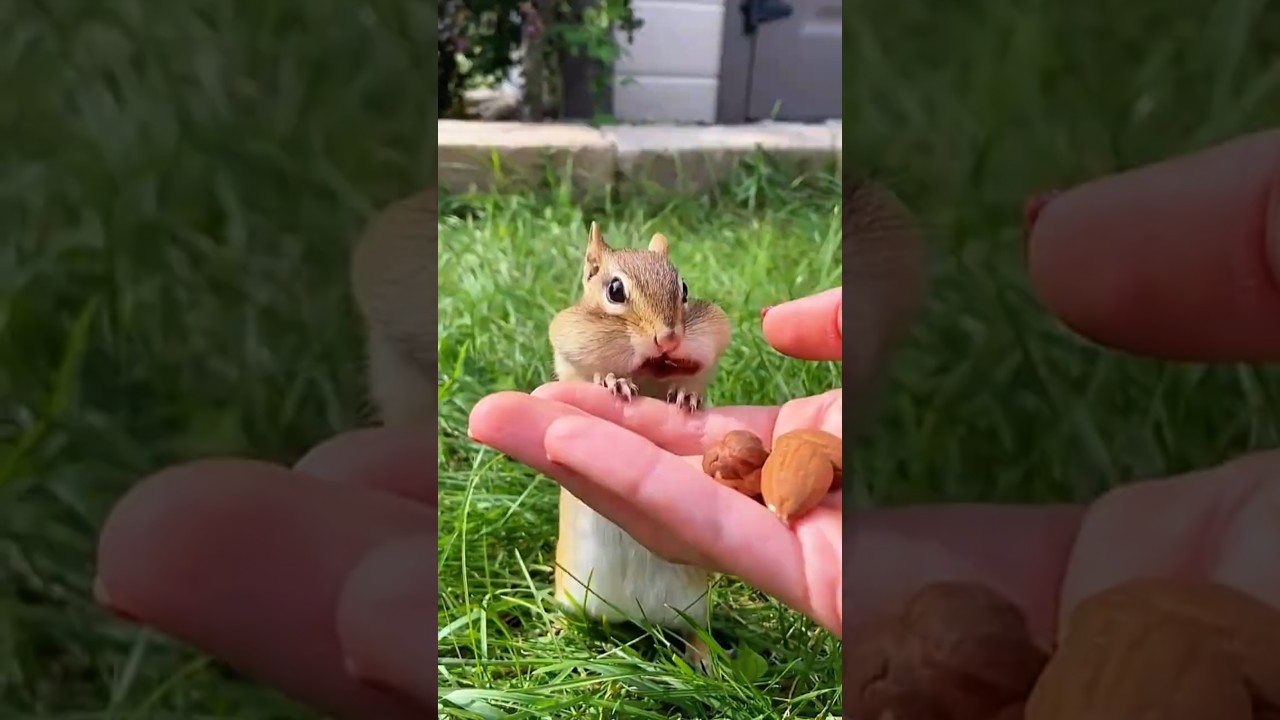 Cute squirrel sweetest face eating almonds 🐿️🥰 #squirrel#squirreleating#squirrellove#wildlife#shorts