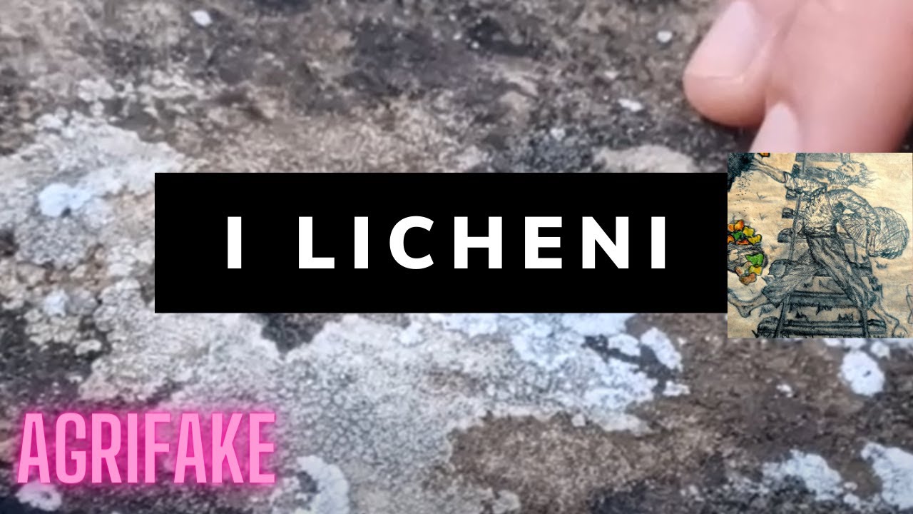 I LICHENI, UNA SIMBIOSI MUTUALISTICA