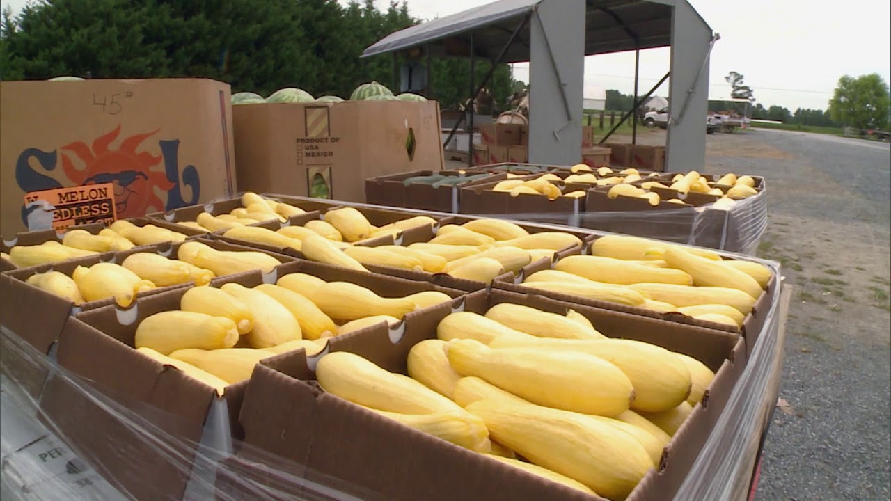 Maryland Farm & Harvest: Loveville Produce Auction