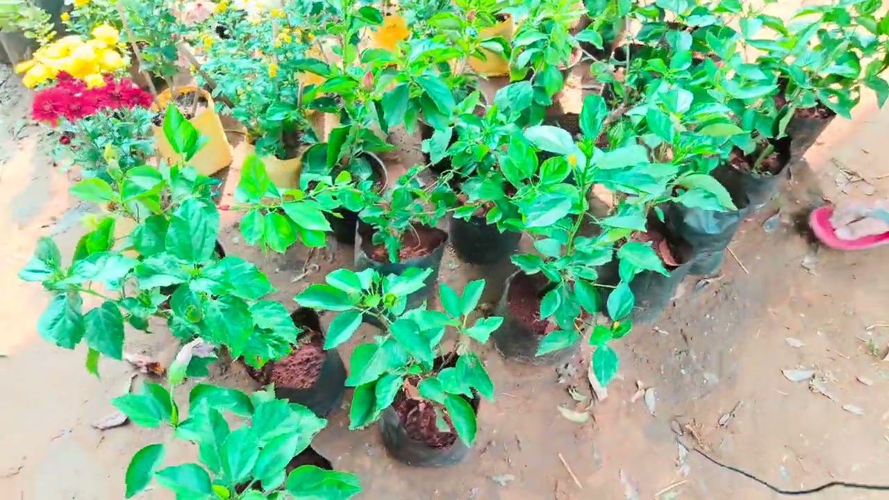 Some Special Plants Collection @ The Keshav Farm Plant Nursery