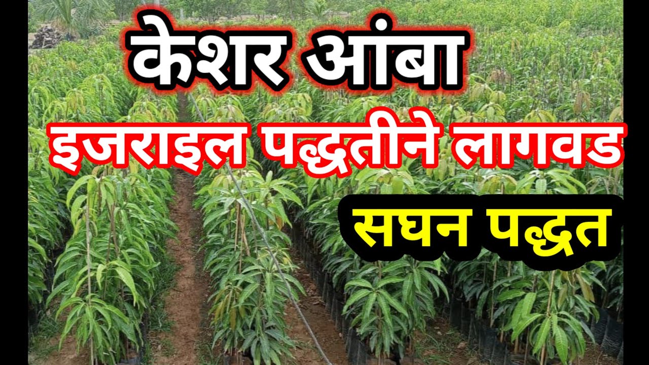 इजराइल पद्धतीने केशर आंबा लागवड/ सघन  पद्धत/keshar amba lagvad