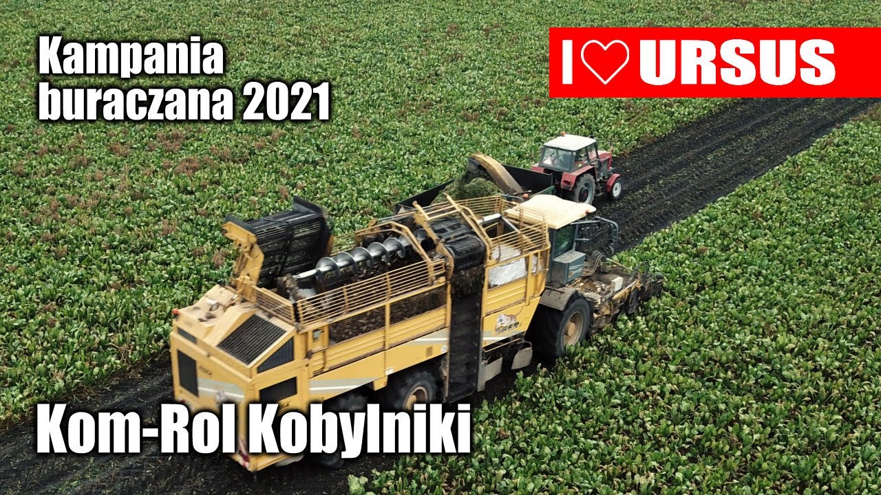 Kampania buraczana 2021 w Kom-Rol Kobylniki – w polu ROPA Tiger i Ursusy
