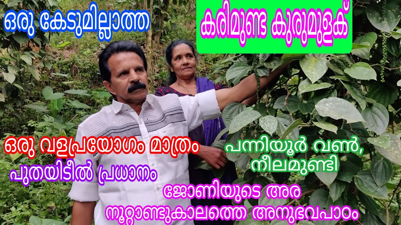 കേടില്ലാത്ത കുരുമുളകുകൃഷി#pepper Cultivation#antony muniyara Vlogs