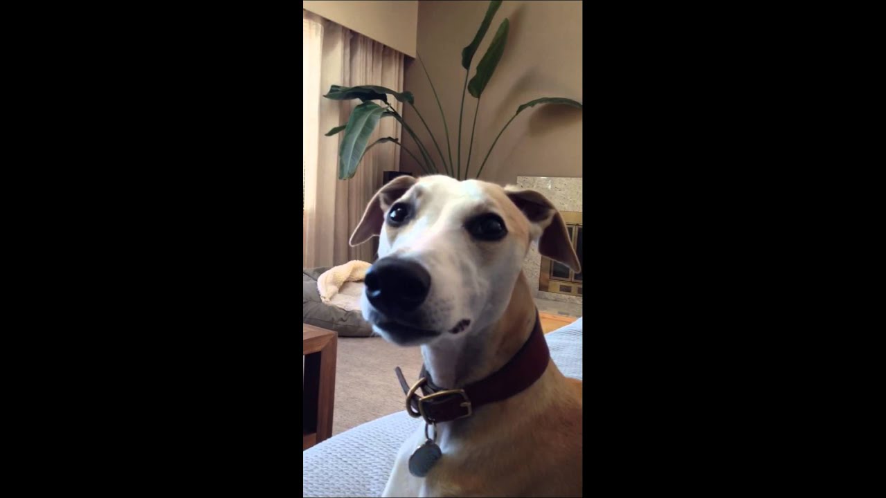 Benson the whippet talking and howling.