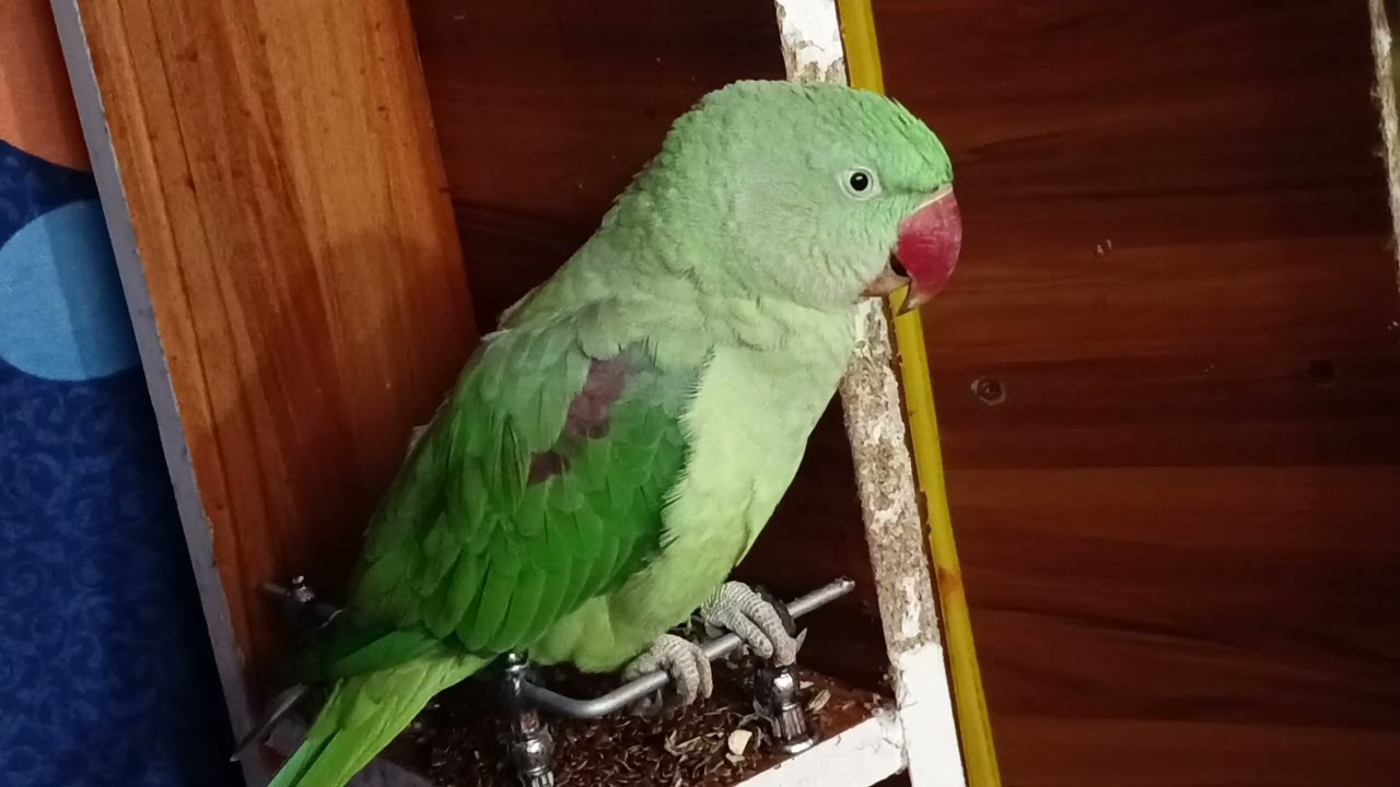 Mitthu Parrot Ka Full Masti Show 😍🐦 | Funny Talking Parrot VideoMitthu Ka Sabse Mazedaar Long Video 