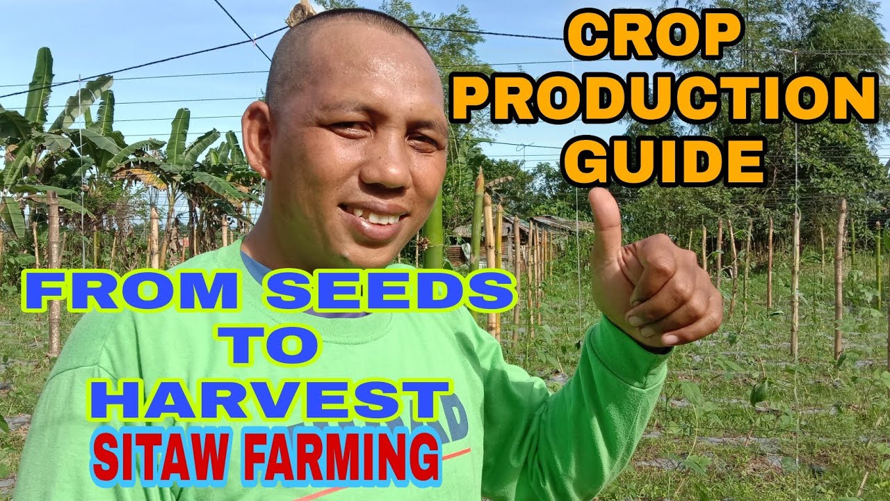 CROP PRODUCTION GUIDE / SITAW FARMING / FROM SEEDS TO HARVEST