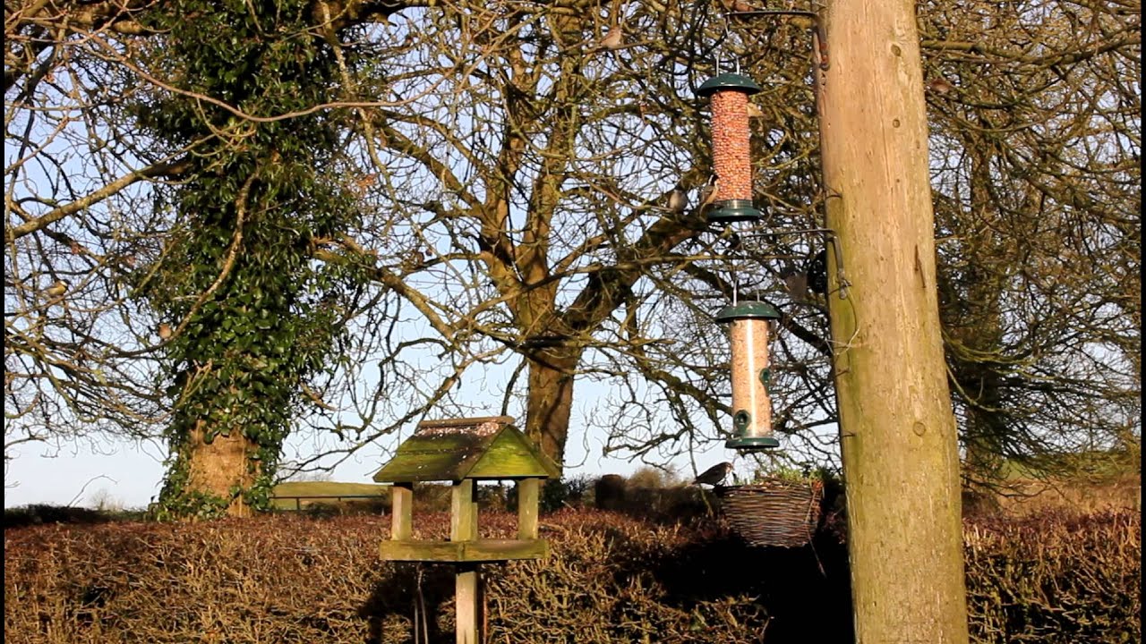 Baskin Birds