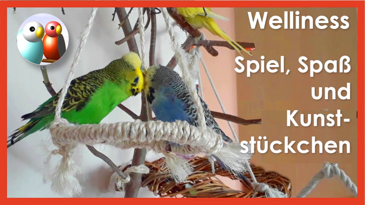 Deine Wellensittiche spielen nicht? Zeige ihnen, dass es Spaß macht