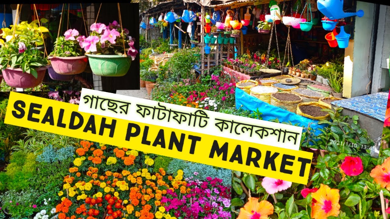 SEALDAH PLANT MARKET | KOLKATA PLANT MARKET | শিয়ালদায় গাছের ফাটাফাটি কালেকশান।