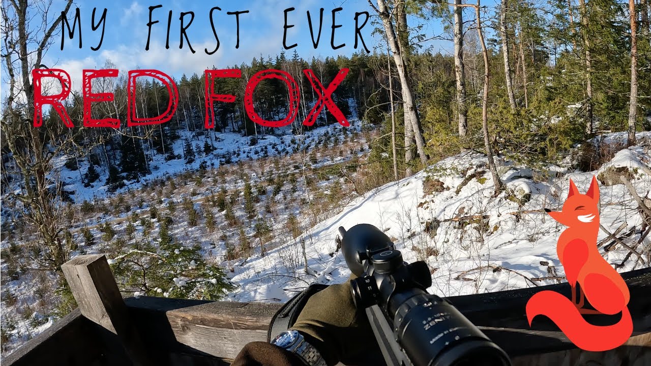HUNTING RED FOX IN THE WINTER