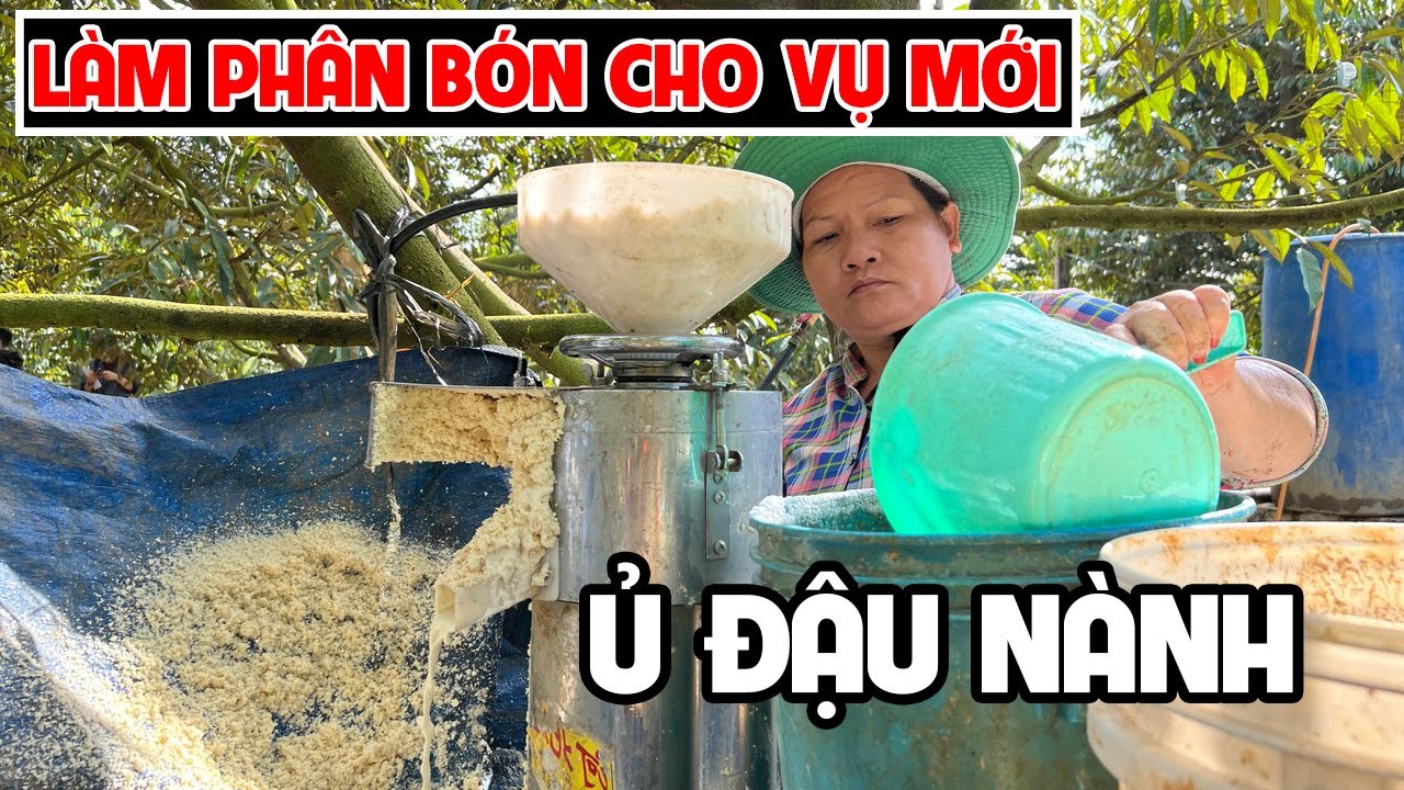 Ủ ĐẬU NÀNH LÀM PHÂN BÓN CHO CÂY SẦU RIÊNG
