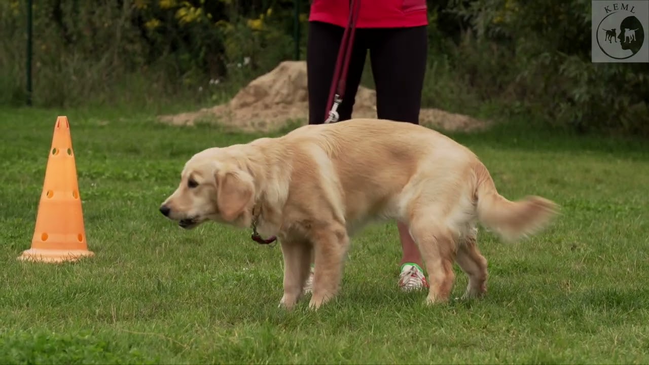 So führst du deinen Hund wirklich