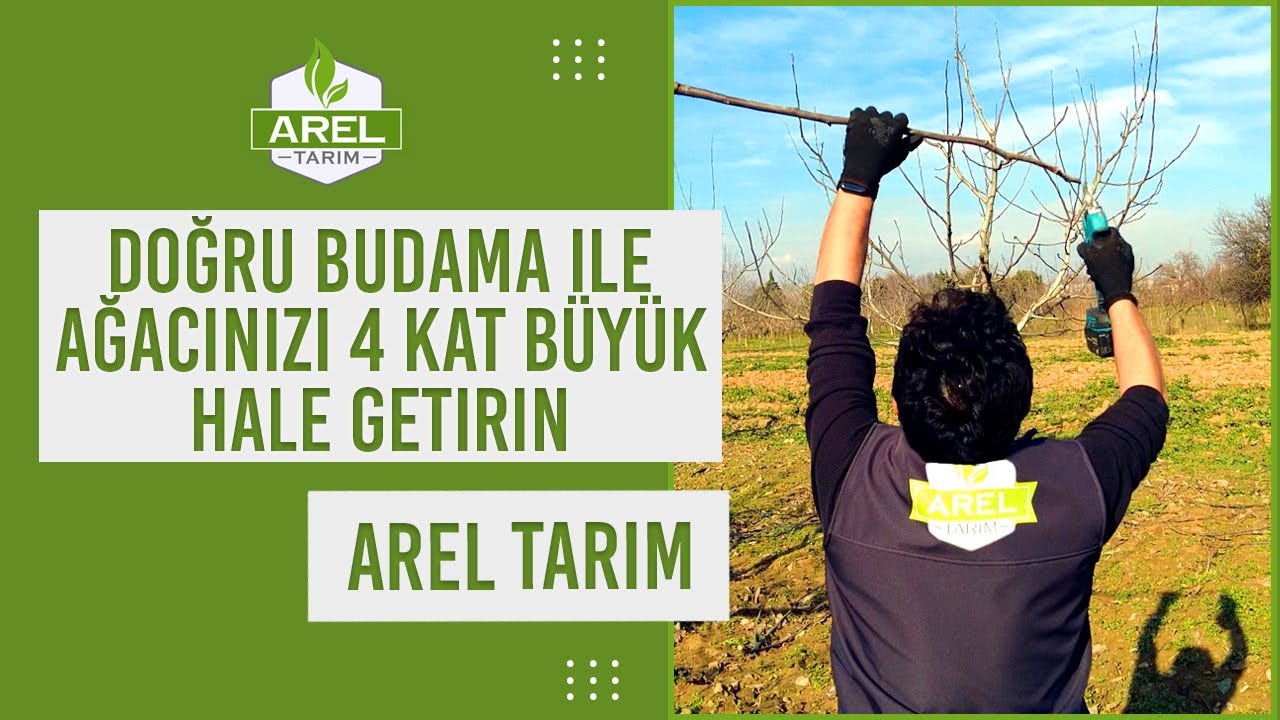 6 Yaşındaki Ceviz Ağacını Budamak İçin Harika Yöntemler!