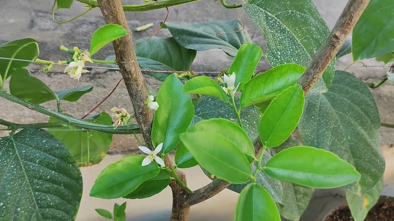 Como estão as frutas no vaso depois de 6 dias de adubação com Forth Frutas