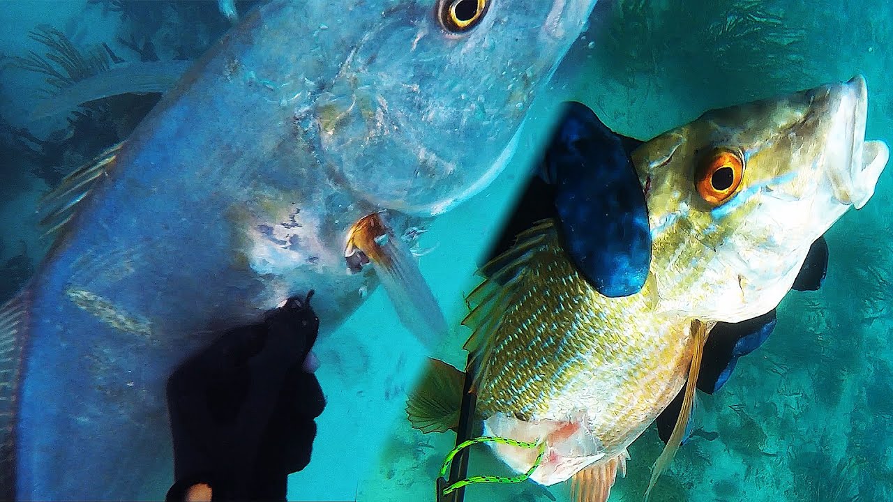 Spearfishing Giant Fish on Belizean Reefs for Dinner