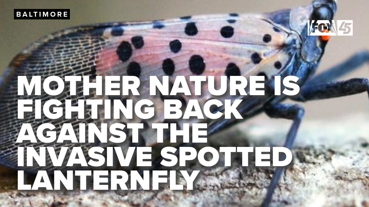 Mother Nature is fighting back against the invasive spotted lanternfly: UMD bug expert