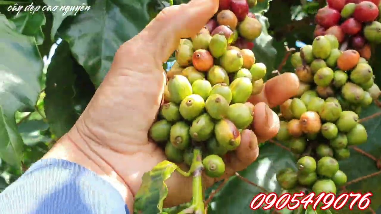 so sánh 3 giống cà phê lá xoài thiện trường và xanh lùn