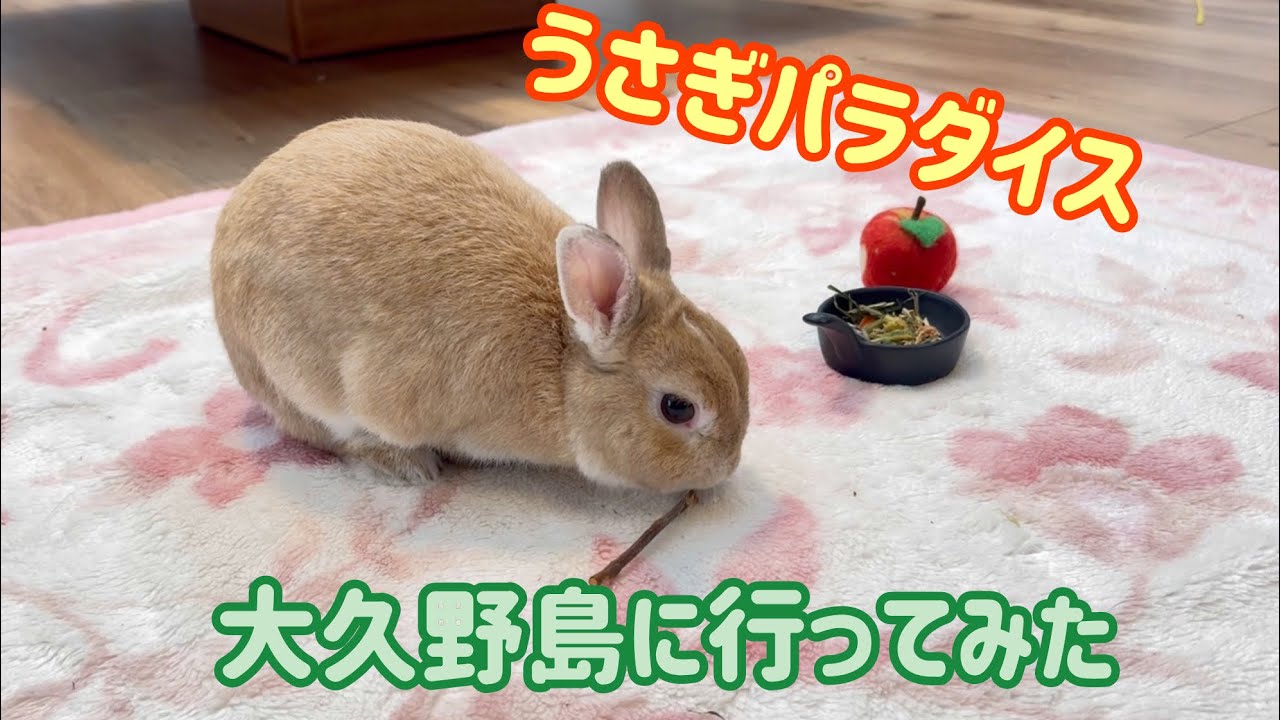 うさぎパラダイス！？大久野島に行って来ました！Rabbit paradise! ? I went to Okunoshima in Hiroshima! 【No.237】