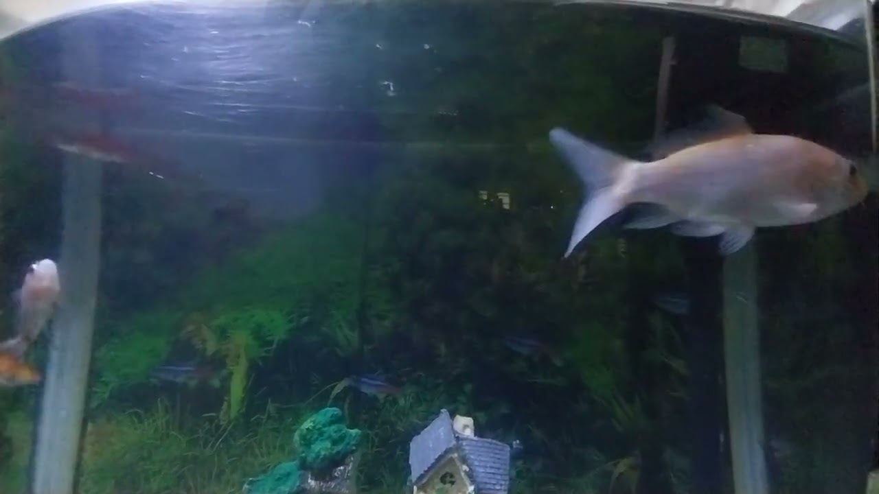Fish 🐠🐠🐠🐠🐟🐟🐟🐟🐠