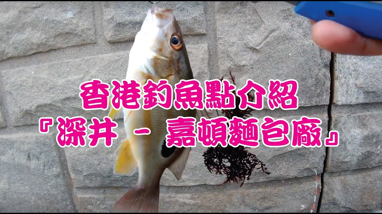 【香港釣魚點】深井--嘉頓麵包廠釣點介紹