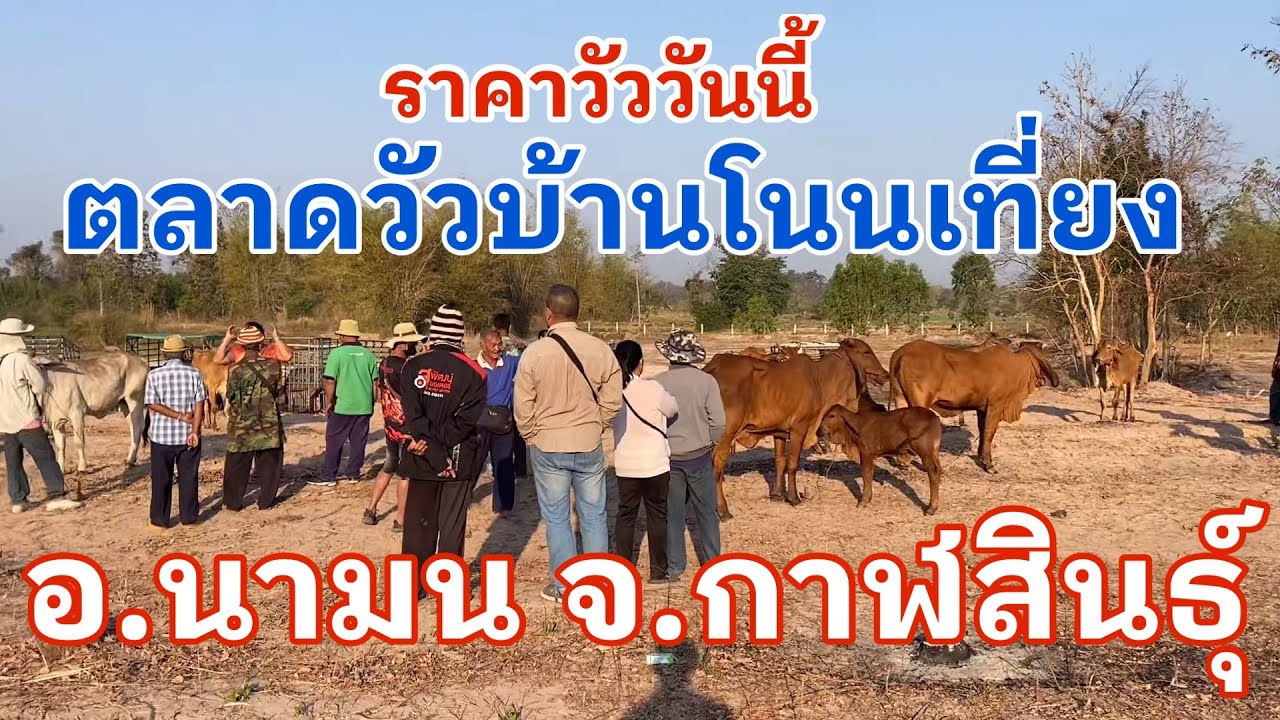 #ราคาวัววันนี้ 21 ก.พ. 2569 #ตลาดวัวบ้านโนนเที่ยง อำเภอนามนจังหวัดกาฬสินธุ์ #เปิดตลาดใหม่ 