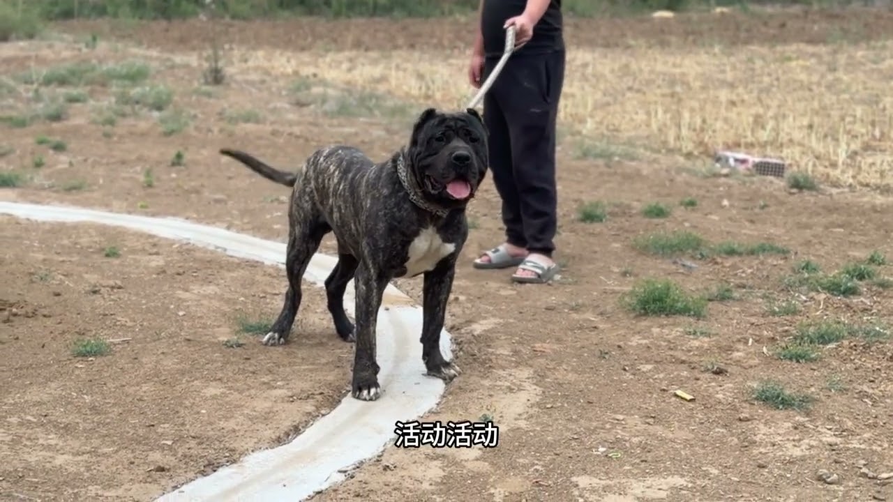 明天带（幽灵）和（蛮吉）出征传承杯，今天带出去活动一下#加纳利幽灵 #土佐蛮吉 #给你看看我们家恶犬 #沉默猛犬