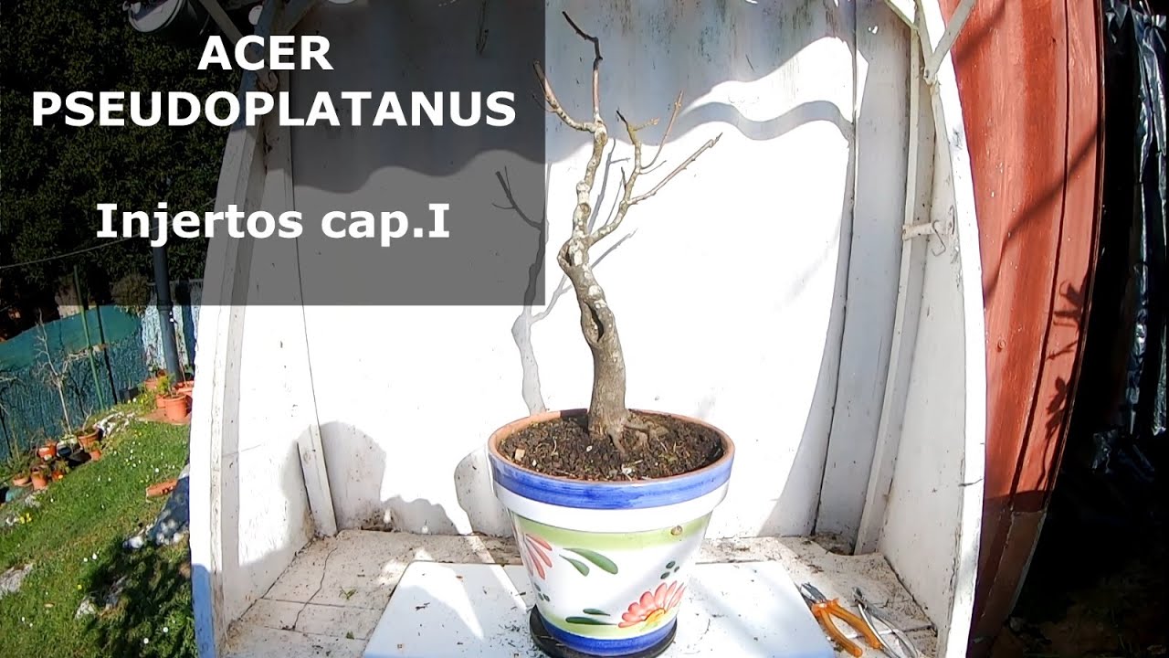 Injerto de raiz en pseudoplatanus