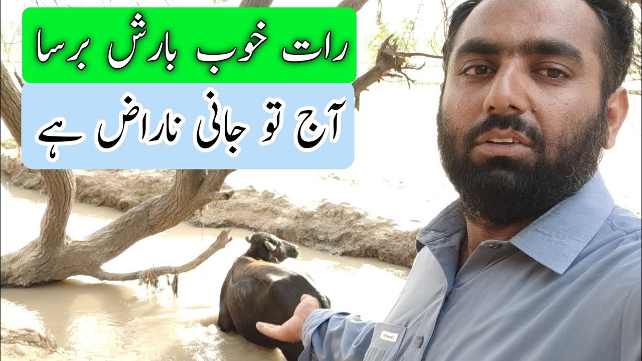 baby buffalo tuday is very happy 🤗 | daily routine | village life