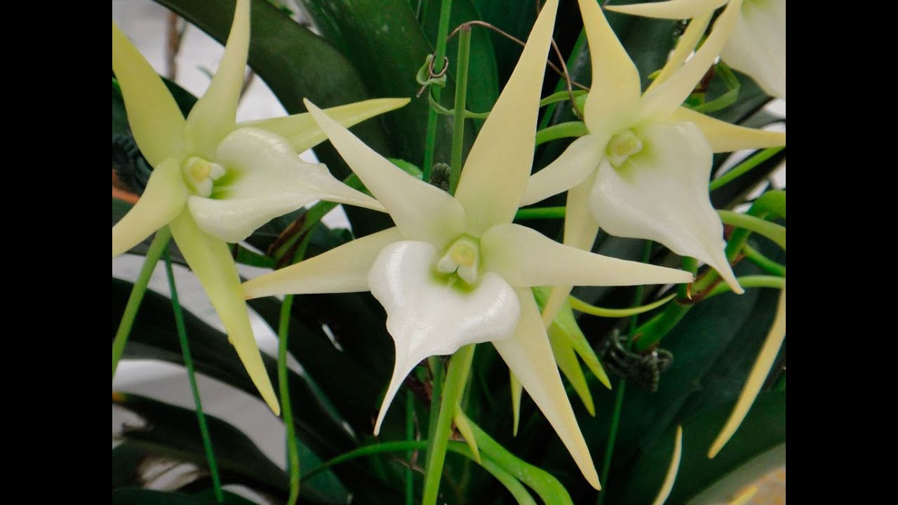 Новая орхидея АНГРЕКУМ , посадка New orchid Angreacum Crestwood from Schwerter July 3 2021