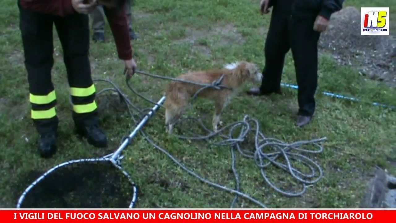 Torchiarolo: i vigili del fuoco salvano un cagnolino