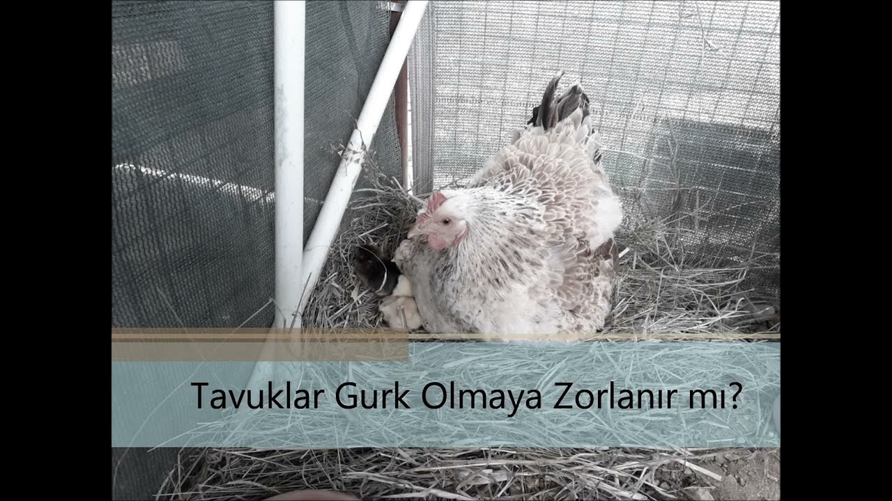 Tavuklar Gurk Olmaya Zorlanır mı?