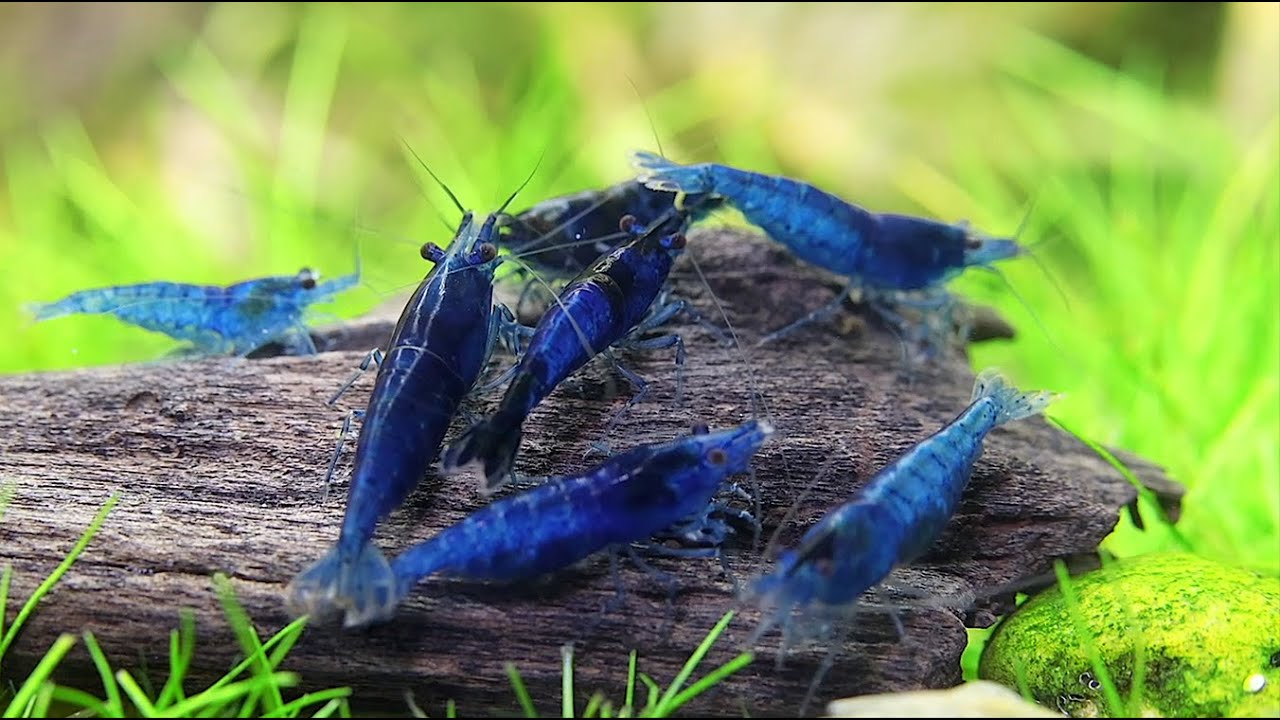 Blue Dream Garnele / Blue Velvet Garnele - Artenvorstellung  by Chris Lukhaup