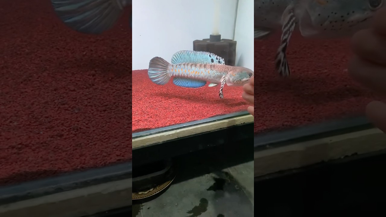 apa ada yang masih punya channa pulchra? #channa #beranda #ikan #snakehead #pulchra #ikanhias