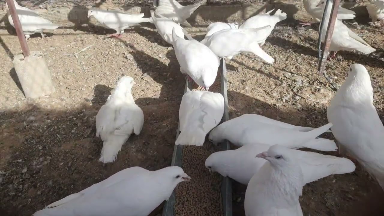 Today The Pigeons Did Something Amazing They Cleared!