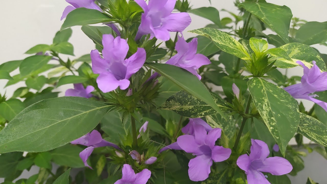 Barleria Variegata, Arbusto de Flores Lilases