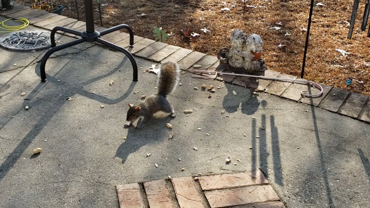 Some of My Squirrel Friends LOL #Love🐿s