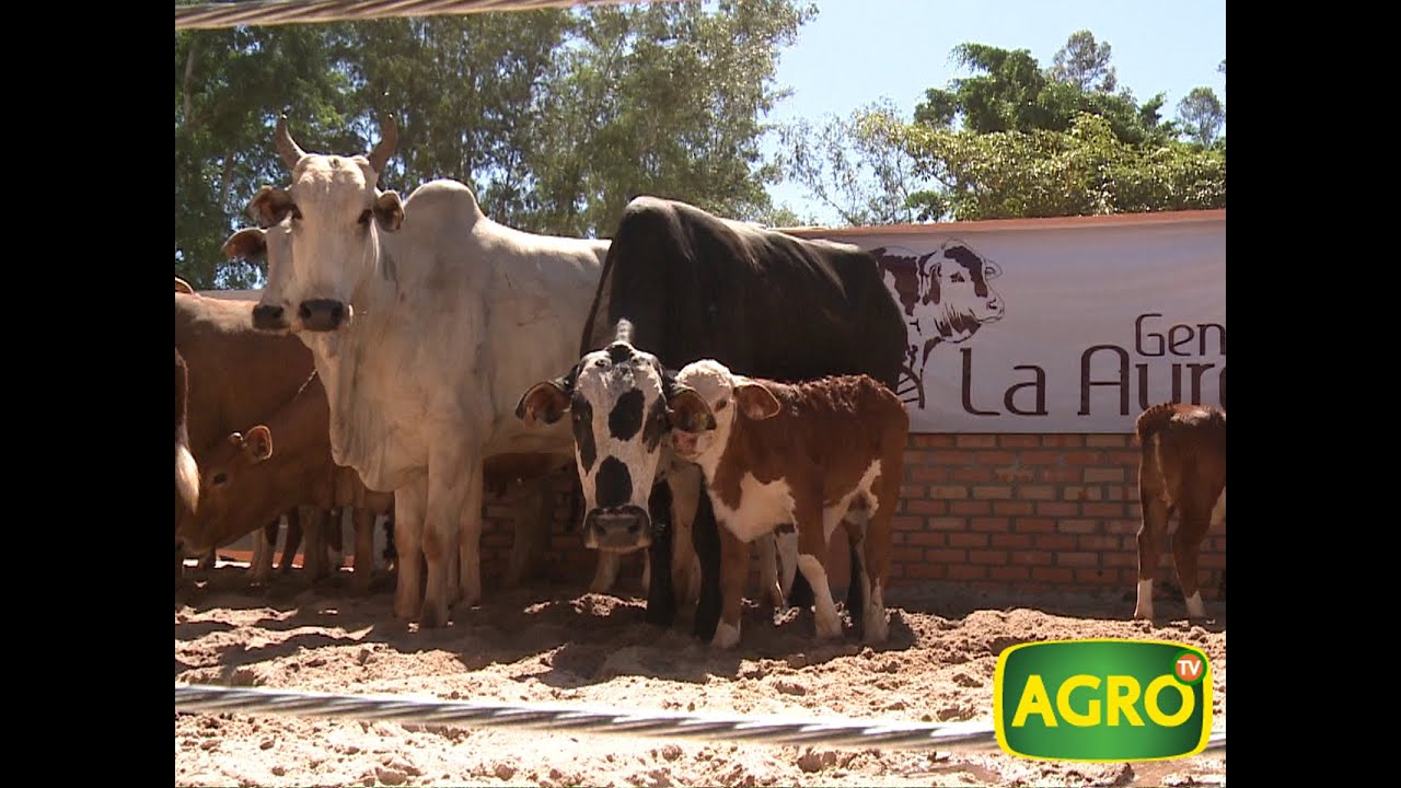 Matto Groso: Braford argentino y brasileño que suman por la calidad (#682 2016-08-27)