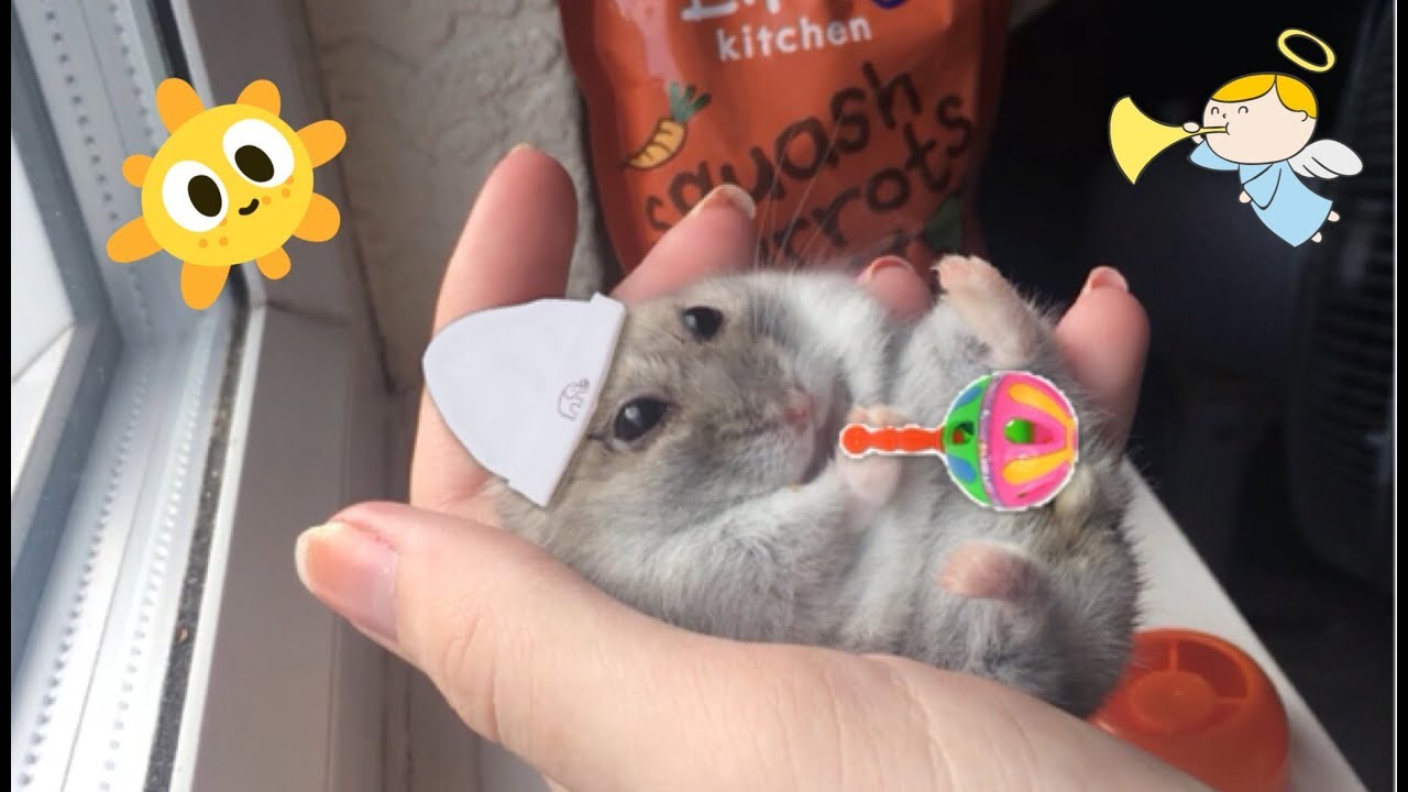 Tiny baby chubby hamster