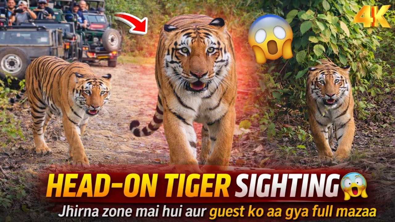 HEAD-ON Tiger Sighting 😱 | Jhirna Zone Safari Ka Sabse Close Encounter #yuvrajjimcorbett 