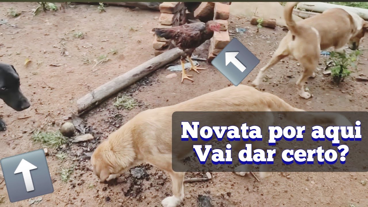 Vejam como foi a reação da cachorra com as galinhas 