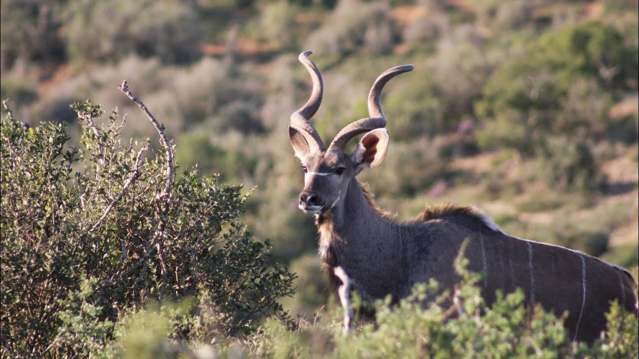 Addo National Elephant Park Eastern Cape July 2025