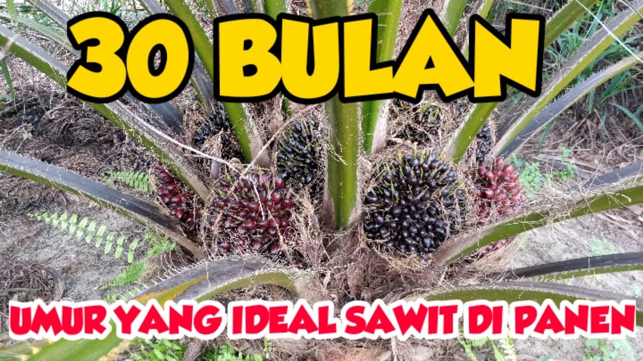 UMUR IDEAL SAWIT DI PANEN 30 BULAN. Turyono Channel