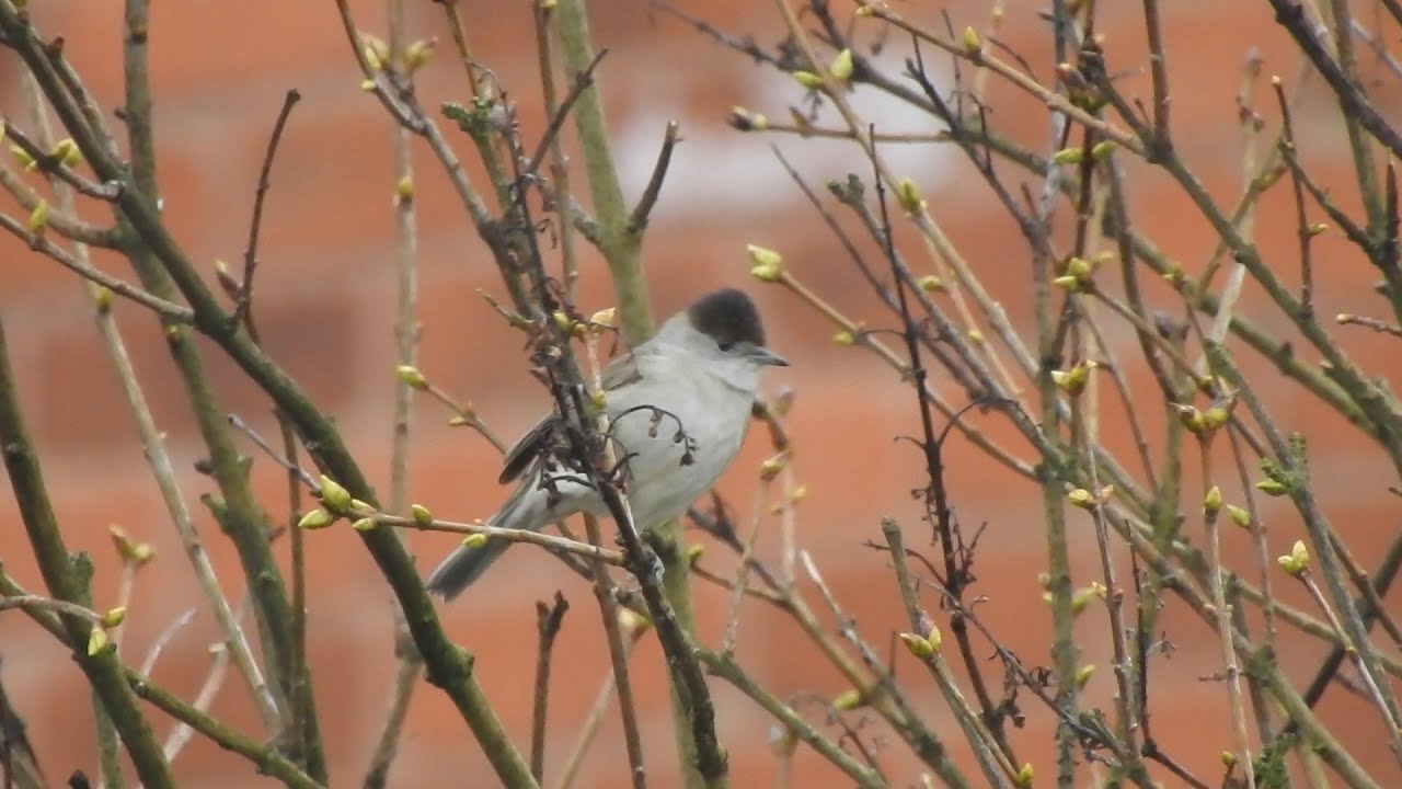 My First Eurasian Blackcap. Feed the birds UK 07 02 26
