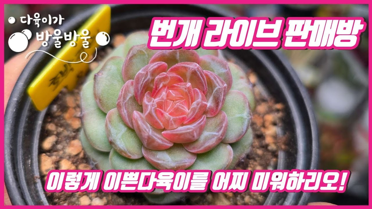 260311 수요일 번개 라방~라방~~💕💕  ☎️010-8835-7281