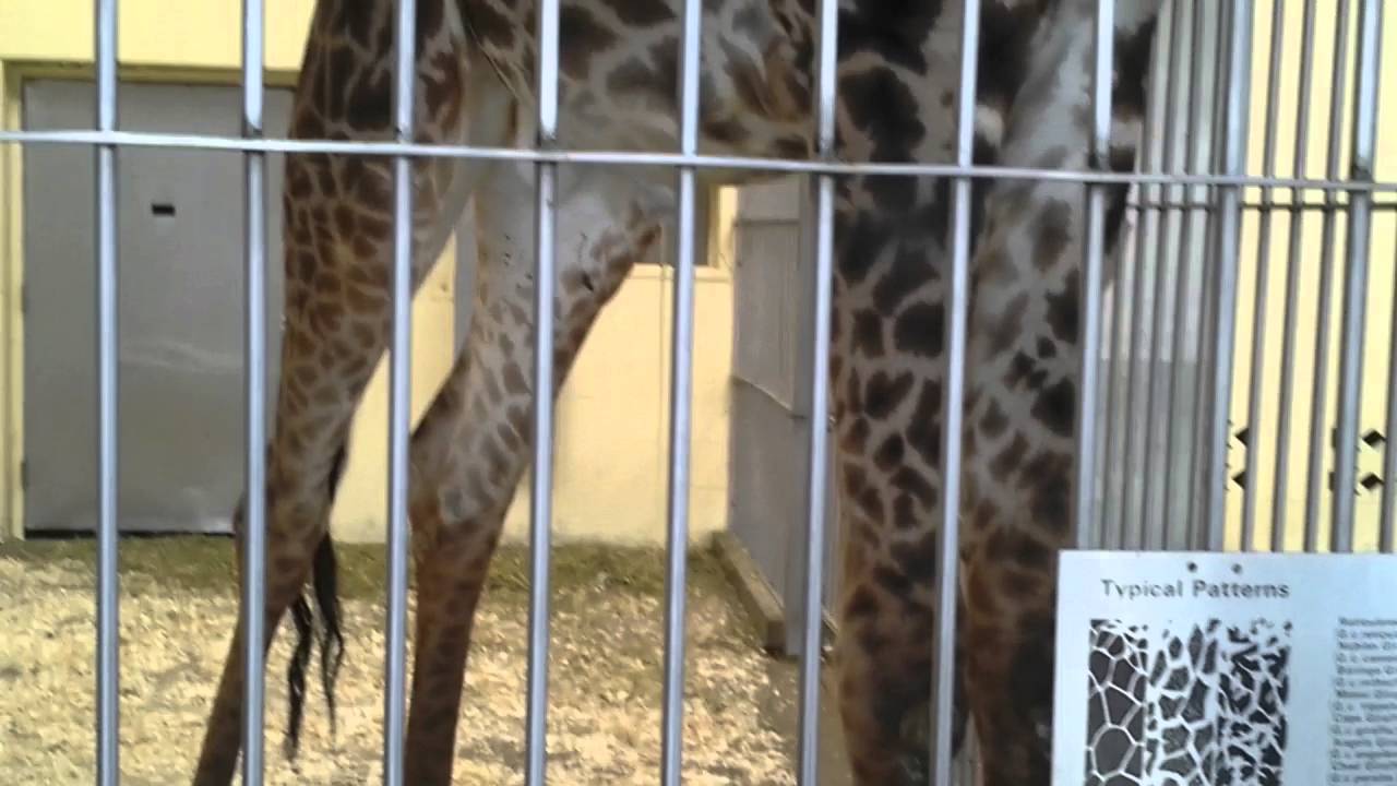 Peeing giraffe