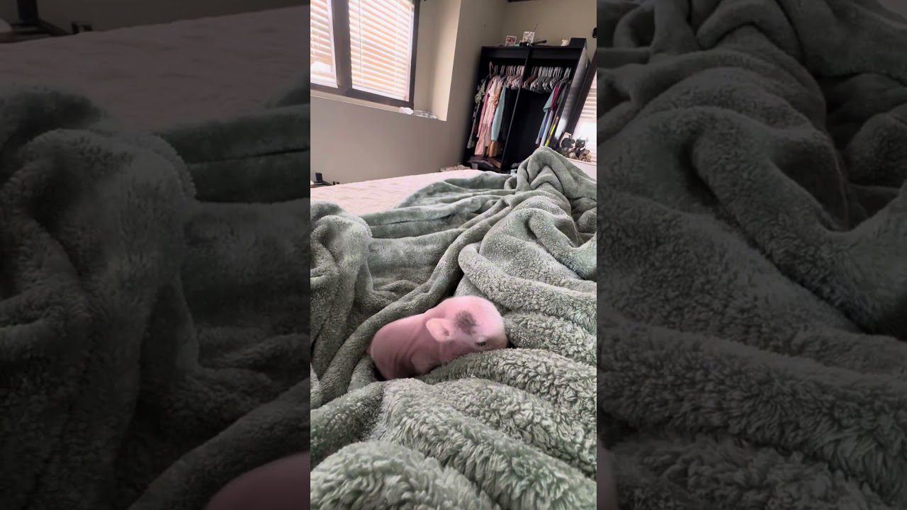 Disabled Piglet’s first time in public!