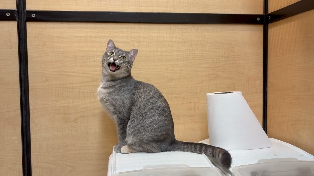 Zoe Sees a Fly Can't Stop Chattering! (2025 September 16)