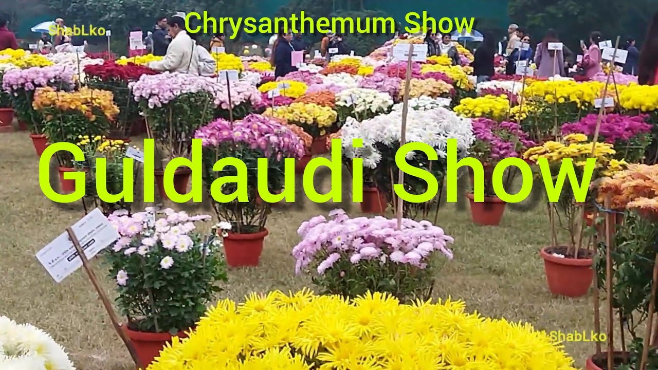 Chrysanthemum (Guldaudi) & Coleus Show 2025 | CSIR-NBRI Lucknow